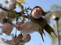 Sakura 3