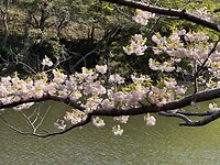 Sakura 5
