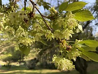 Groene sakura