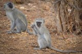 KRUGER NATIONAL PARK