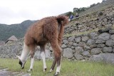 Lama