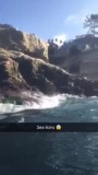 Sealions
