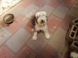 Een van de perros van Rodrigo en zijn gezin