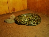 Boa constrictor (dacht ik dan)