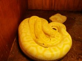 Ook een boa constrictor