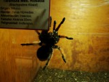 Tarantula (die dan gelukkig niet in deze staat voorkomt)