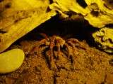 Goliath (kan 11 jaar oud en 30 centimeter groot worden)