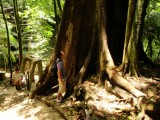Hoge bomen in de jungle van Palenque