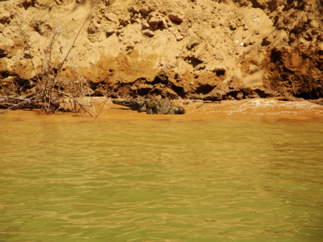 Krokodil