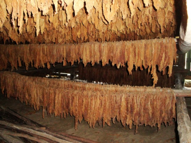 Tabakboerderij