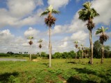 Palmbomen