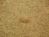 Spot de krab