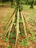 Lopende boom