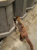 Coati