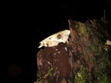 Nachtwandeling Monteverde