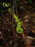 Groene Viper