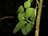 Groene Viper