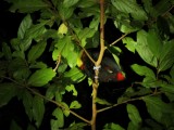 Slapende Tucan