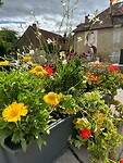 Arbois