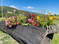 IMG_8535
