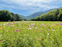 Alpenweide