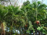 DSCF0134