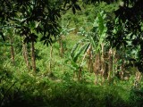 DSCF0745