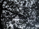 DSCF2590
