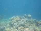 RIMG7868