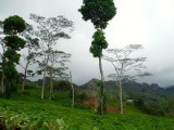 DSCF2856