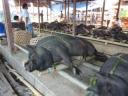 Livestock markt