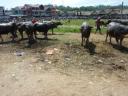 Livestock markt