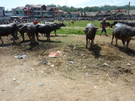 Livestock markt