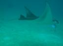 Mantarog