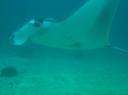 Mantarog