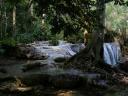 tree Tat Kuang Si waterfalls Luang Prabang (Laos)