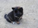 Sweet little dog at tribe village @ Luang Prabang (Laos)