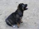 Sweet little dog at tribe village @ Luang Prabang (Laos)