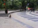 Monkey!! 7 star park (Guilin, China)