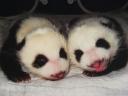 Chengdu - little panda bears