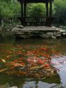 Leshan - more fish
