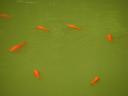 Leshan - Gold fish
