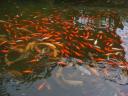 Leshan - and more fish