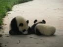 Chengdu - little but a little bit bigger