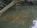 Chengdu - fish