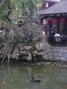 Chengdu - black swan