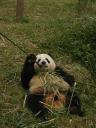 Chengdu - Panda eating
