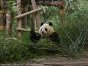 Chengdu - big panda