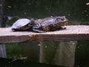 Chengdu - turtle is hopping the frog