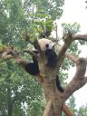 Chengdu - Panda in tree